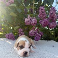 Magnifique chiots amstaff, staff, american staff #3