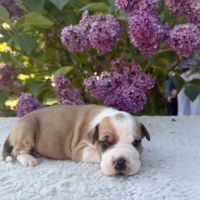 Magnifique chiots amstaff, staff, american staff #5