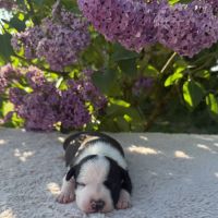 Magnifique chiots amstaff, staff, american staff #6