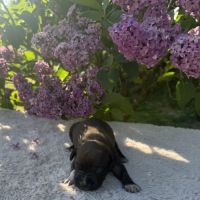 Magnifique chiots amstaff, staff, american staff