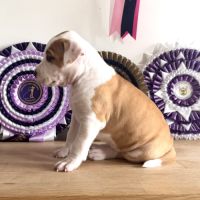 Magnifique chiots amstaff, staff, american staff #4