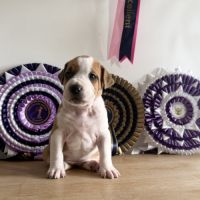 Magnifique chiots amstaff, staff, american staff