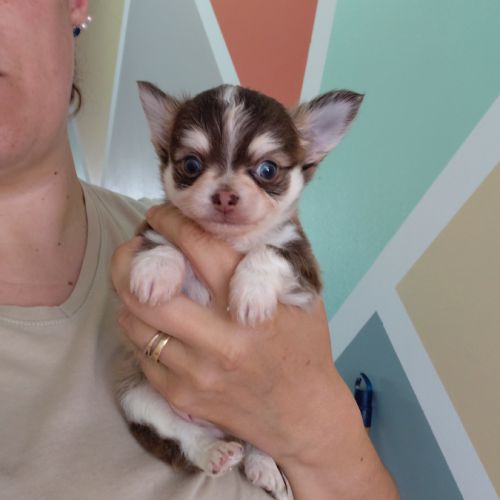 Chiots chihuahua #2