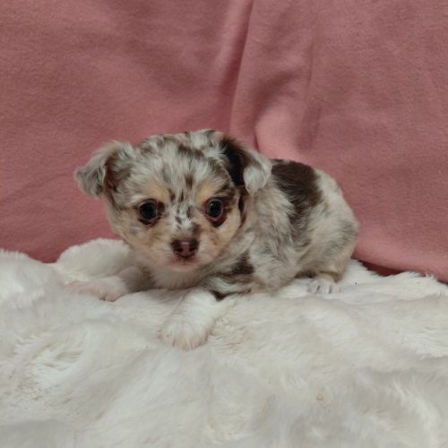 Chiots chihuahua #4