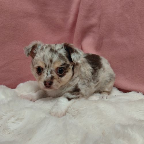 Chiots chihuahua #5