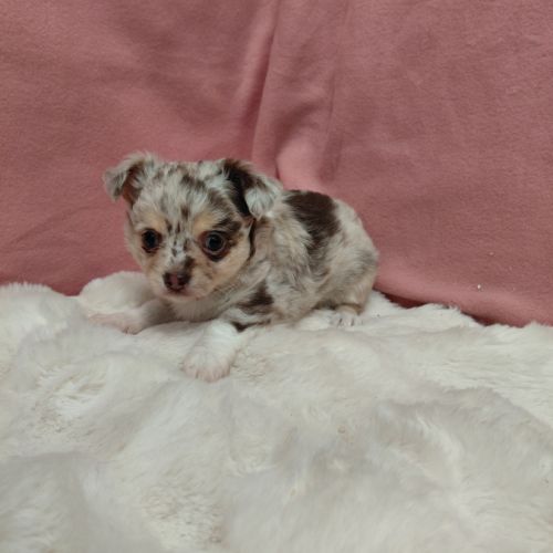 Chiots chihuahua #7