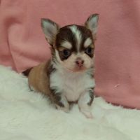 Chiots chihuahua #1