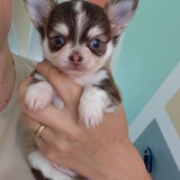 Chiots chihuahua