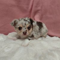Chiots chihuahua #4