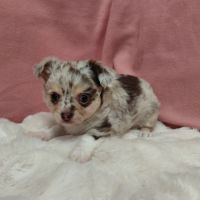 Chiots chihuahua #5