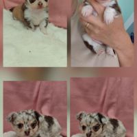 Chiots chihuahua #6