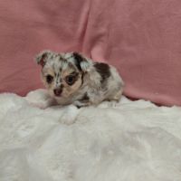 Chiots chihuahua #7