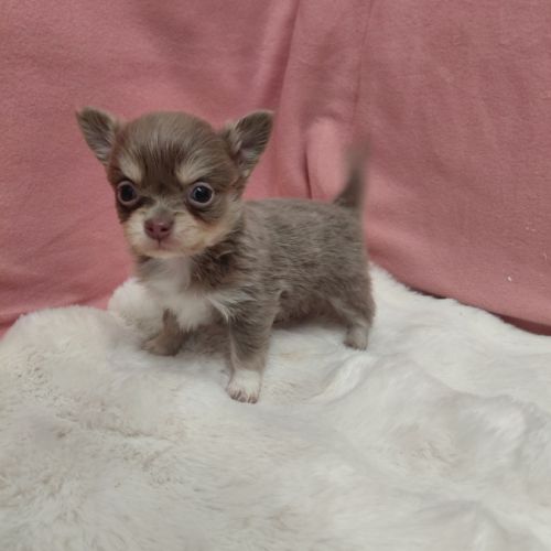 Chiot chihuahua mâle #1