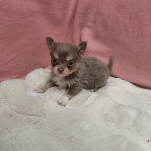 Chiot chihuahua mâle #2