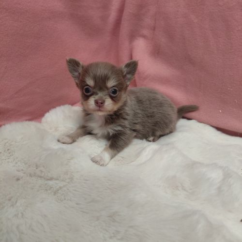 Chiot chihuahua mâle #3