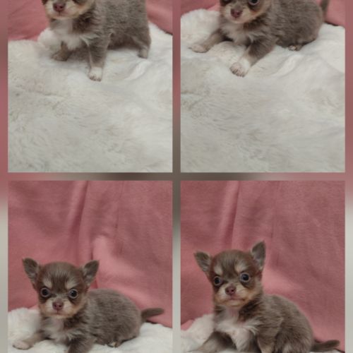 Chiot chihuahua mâle #0