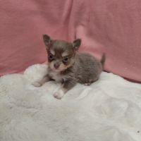 Chiot chihuahua mâle #2