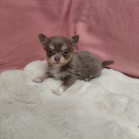Chiot chihuahua mâle #3