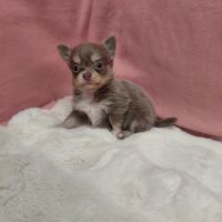 Chiot chihuahua mâle #4