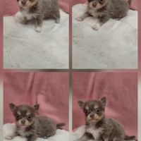 Chiot chihuahua mâle