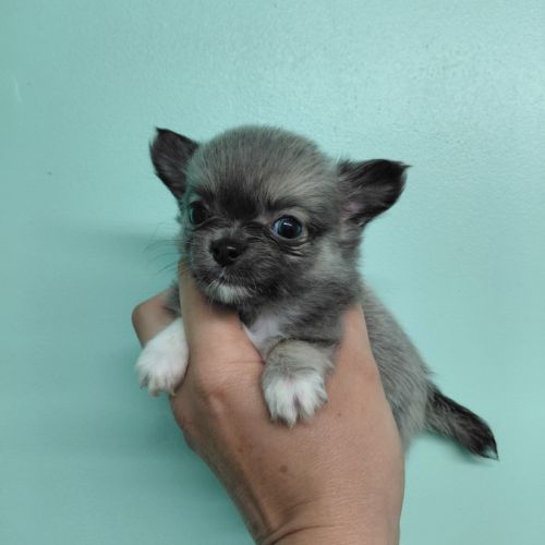 Chiots chihuahua femelles #1
