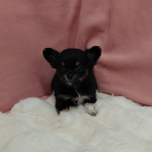 Chiots chihuahua femelles #2