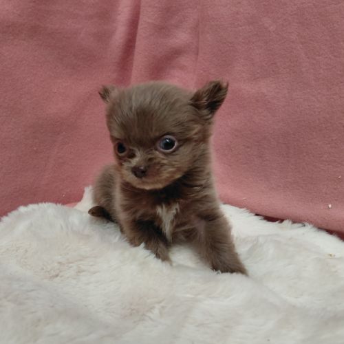 Chiots chihuahua femelles #4