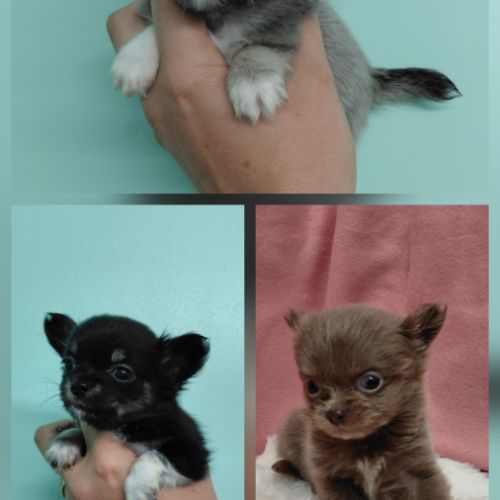 Chiots chihuahua femelles #0