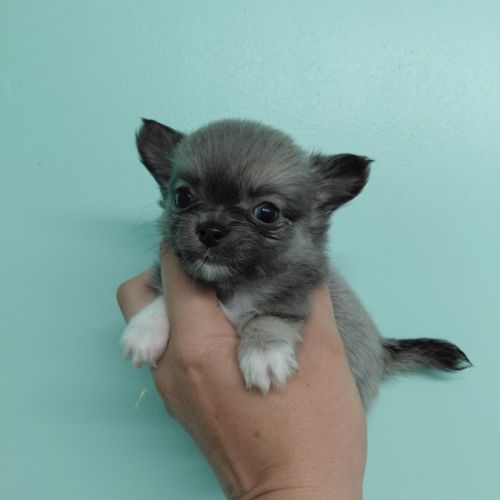 Chiots chihuahua femelles #6