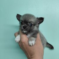 Chiots chihuahua femelles #1