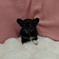 Chiots chihuahua femelles #2