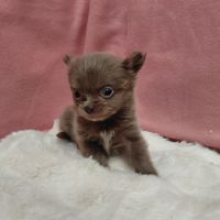 Chiots chihuahua femelles #4