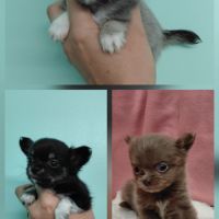 Chiots chihuahua femelles