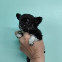Chiots chihuahua femelles #7