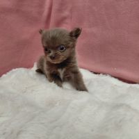 Chiots chihuahua femelles #8