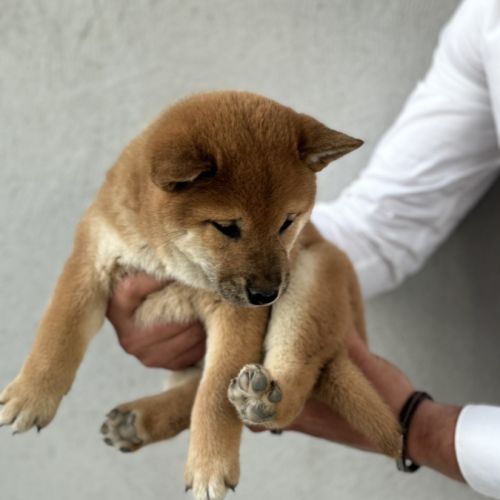 Chiots shiba inu à vendre