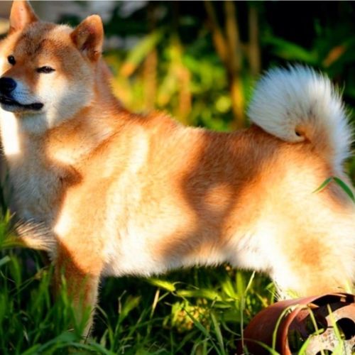 Chiots shiba inu à vendre #2