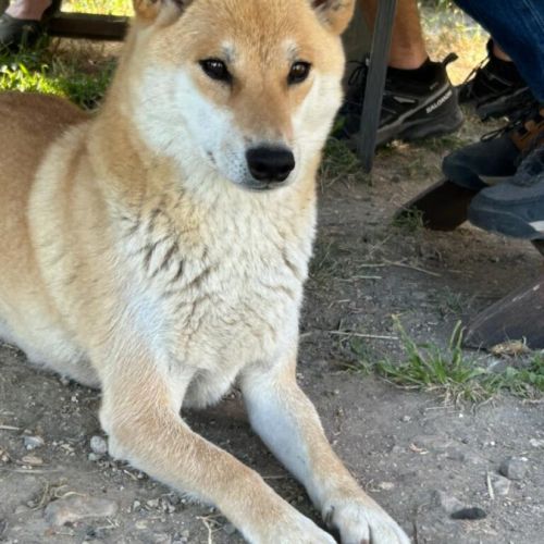 Chiots shiba inu à vendre #3