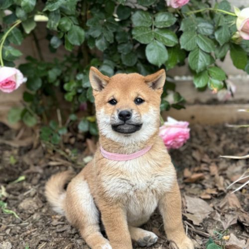 Chiots shiba inu à vendre #4