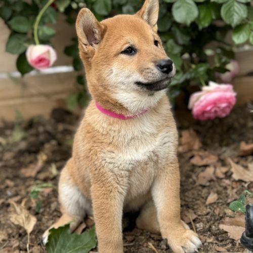 Chiots shiba inu à vendre #5