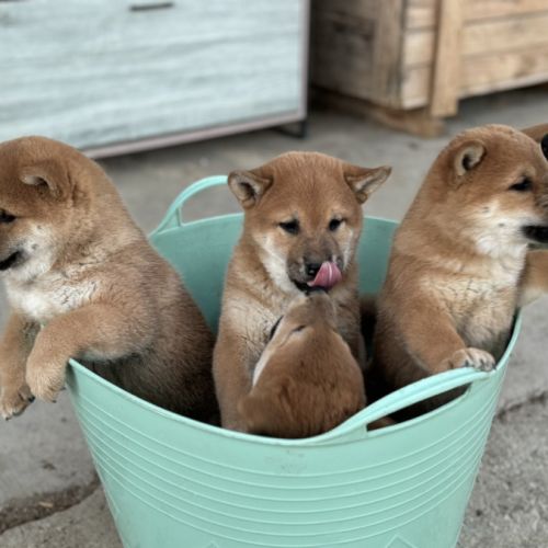 Chiots shiba inu à vendre #7