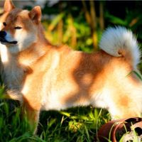 Chiots shiba inu à vendre #2