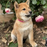 Chiots shiba inu à vendre #5