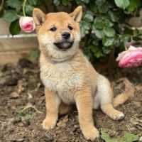 Chiots shiba inu à vendre #6