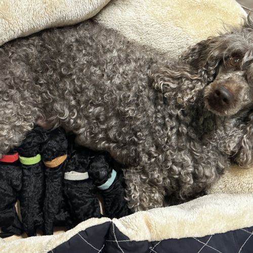 Portée caniche nain noir lof #1