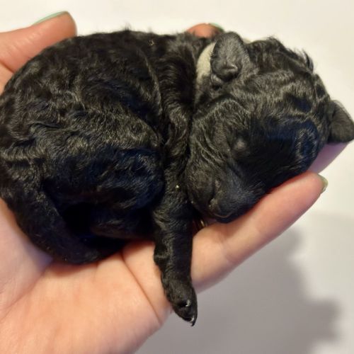 Portée caniche nain noir lof #0