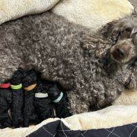 Portée caniche nain noir lof #1