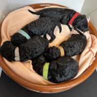 Portée caniche nain noir lof #2