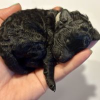 Portée caniche nain noir lof