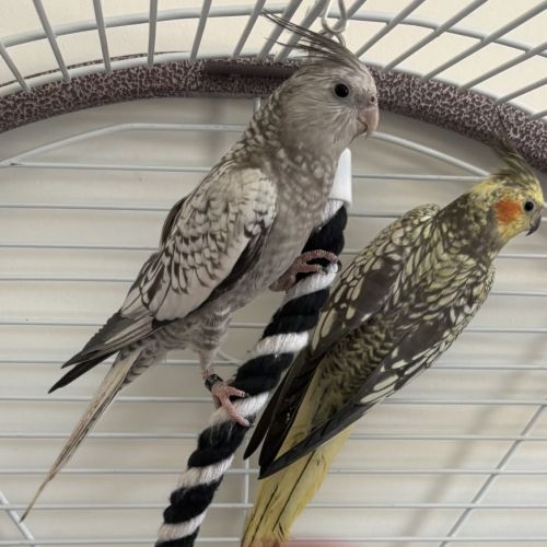 Couple calopsittes #0